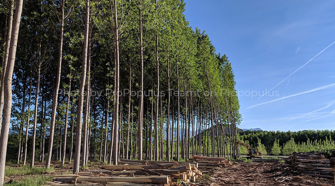 Blockchain Industrial Park - Wood Factory & Plantation